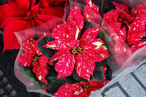The poinsettia by any other name? Try ‘cuetlaxochitl’ or ‘Nochebuena’
